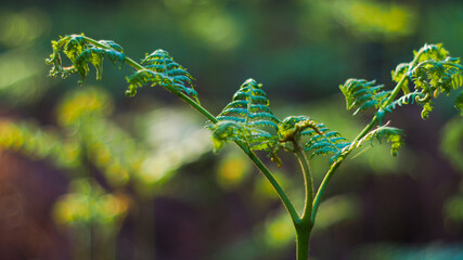 Vue rapprochée de jeunes fougères, dans la forêt des Landes de Gascogne.  Elles sont mises en valeur par une magnifique lumière mordorée