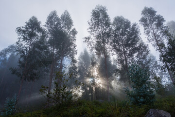 Obraz na płótnie Canvas Fog in the forest
