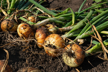 Eco onion harvest in kitchen garden, onion banner