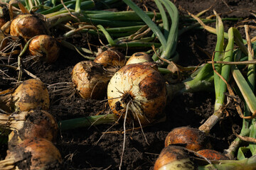 Eco onion harvest in kitchen garden, onion banner