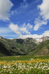 Fototapeta premium flowery mountain landscape. Kackar Mountains national park, Olgunlar, Artvin Turkey. 