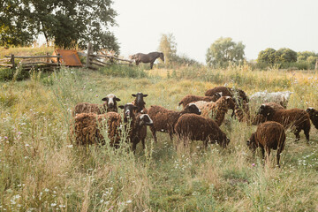 cows grazing in a field