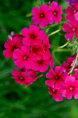 Phlox paniculata  (annual phlox)  in the summer garden. Bright pink flowers.