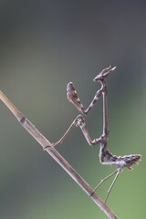 praying mantis