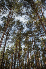 Winter forest in the snow. Winter forest trees. Winter snow forest