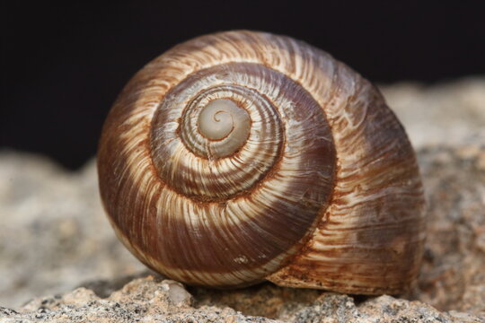 an empty snail shell on rock