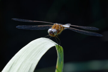 Scarce chaser (Libellula fulva) on a leaf
