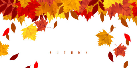 Leaf fall. Horizontal background with autumn leaves. Banner with maple and rowan. Design element for seasonal holidays, events, discounts, and sales. Isolated objects on a white background.
