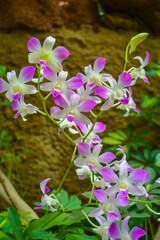 The Orchidaceae are a diverse and widespread family of flowering plants, with blooms that are often colourful and fragrant, commonly known as the orchid family.