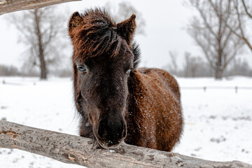 Portrait of a dark colored pony pony in a paddock in winter