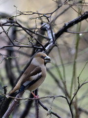 hawfinch perched on a branch, eating a seed