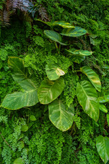 'Calathea' Plant and Vibrant Creeping Greens