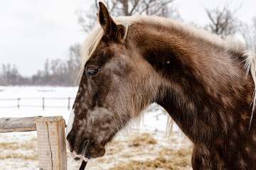 Portrait of a beautiful brown horse in winter. Snowy