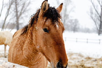Portrait of a beautiful curly brown horse in winter. Snowy