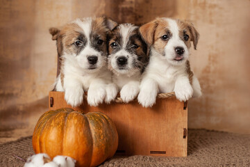 puppy jack rassell terrier