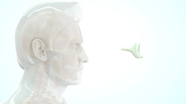Arytenoid cartilage 