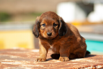 A small brown puppy with sad eyes.