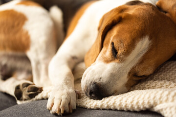 Adult male beagle dog sleeping on his pillow. Shallow depth of field. Canine theme