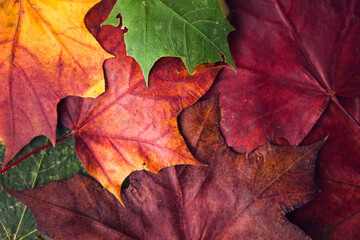 Multicolored maple leaves background. Colorful autumn leaf texture.
