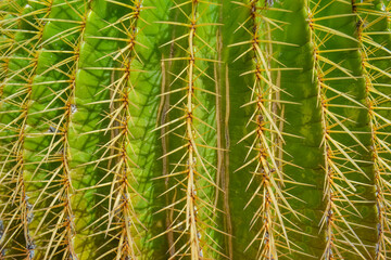 Giant bright and green canary islands cactus