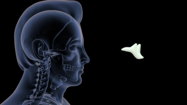 Arytenoid cartilage 