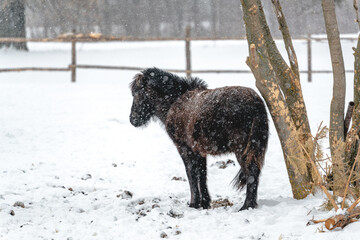 A mini pony horse in winter stands alone in the background