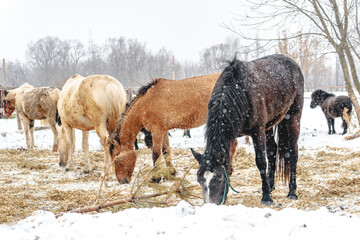 Horses eat hay, grass in winter in the paddock. Portrait