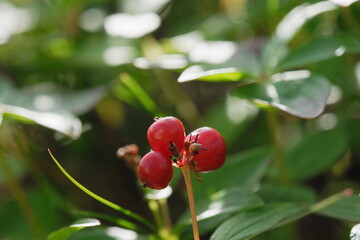 red berries