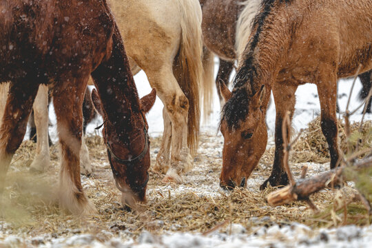 Horses eat hay, grass in winter in the paddock. Portrait