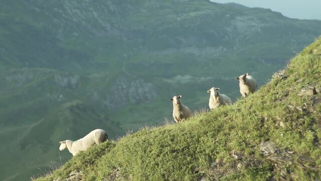 sheep mountain