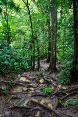 Muddy trail in Costa Rica