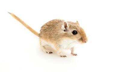 Cute small gerbil on wight background