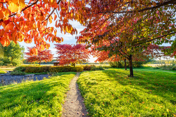Naklejka premium Autumn park on a sunny day