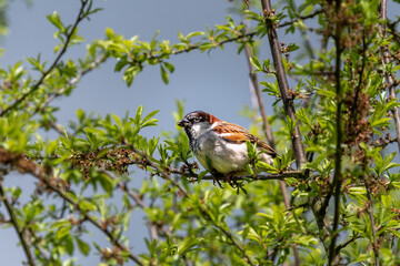 A male house sparrow, Passer domesticus, sat in a hawthorn bush, Crataegus monogyna, with a beak full of insects before flying back to its nest to feed chicks