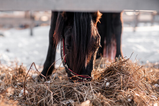 Sports horse eats hay in his paddock with close-up in sunny