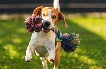 Beagle dog runs in garden towards the camera with colorful toy. Sunny day dog fetching a toy.