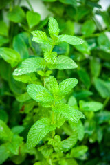 Fresh mint planted in the yard.