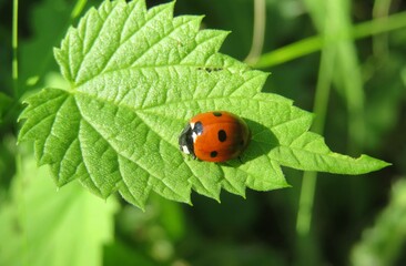 Red ladybug on green leaf in the garden, closeup © natalya2015