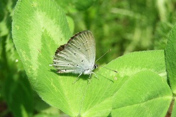 Beautiful polyommatus butterfly on green leaves in the garden, closeup