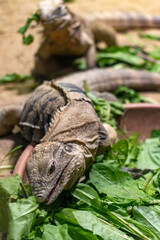 The Cuban rock iguana - Cuban ground iguana (Cyclura nubila) is feeding a green plant from a bowl