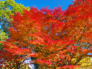 日本の秋、昭和記念公園の紅葉