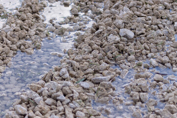 Yellow stones in a puddle and in water