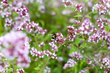 pink flowers field bee bumblebee