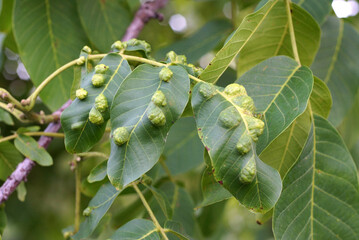 walnut leaves are affected by disease