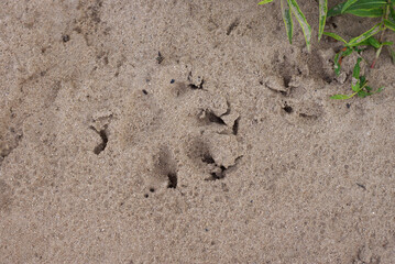 dog trail run sand wet