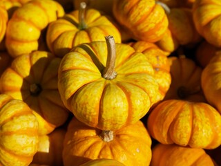 yellow-orange little pumpkin in sunlight on the background of many others pumpkins
