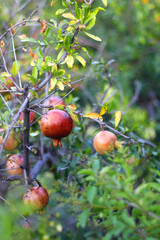 Fresh pomegranate on the tree. Selective focus.