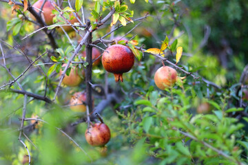 Fresh pomegranate on the tree. Selective focus.