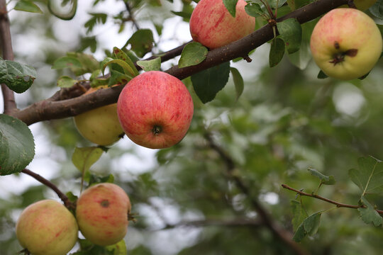 Apple tree branch with fruits.