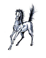 Horse stallion running mare